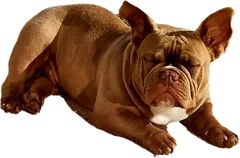 Chien perdu American Bully