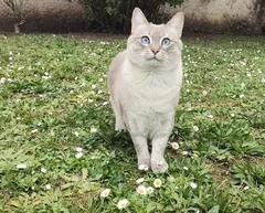 Chat perdu Siamois