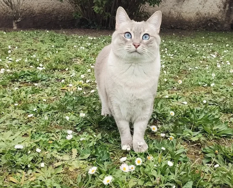Milka