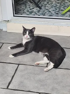 Chat perdu Chartreux