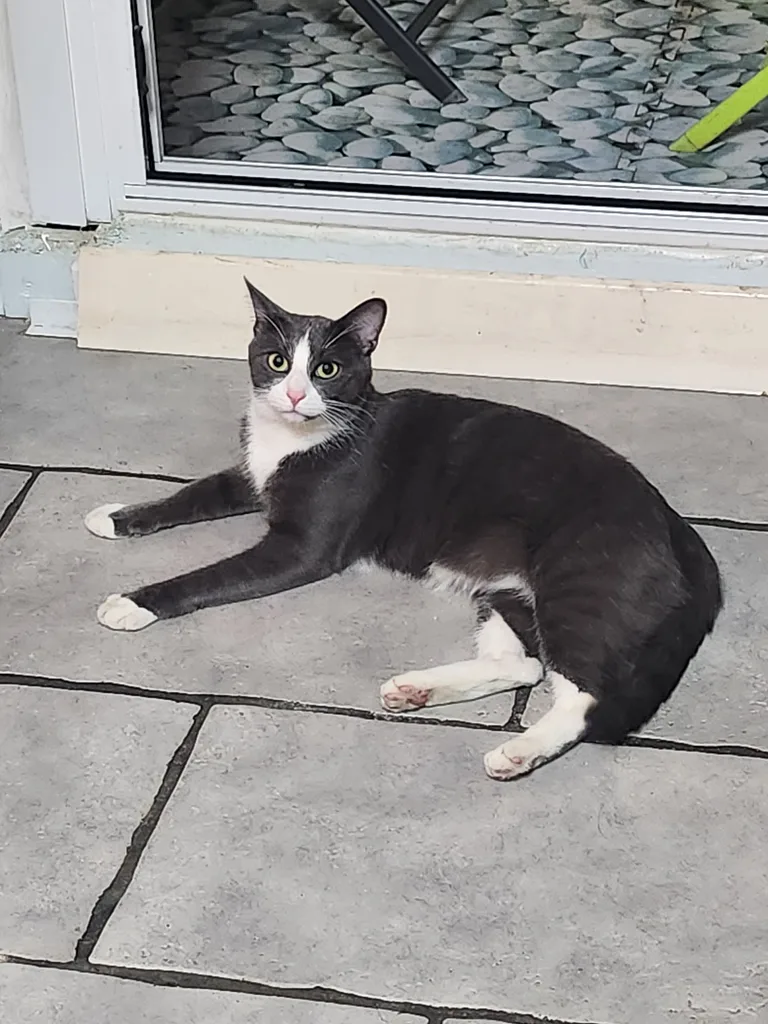 Zigiz
