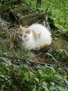 Chat perdu Européen