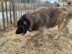 Chien trouvé Leonberg