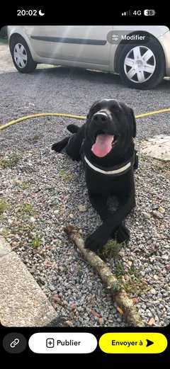 Chien perdu