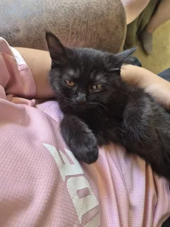 Chat perdu Croisé
