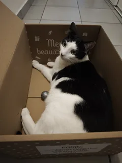 Chat perdu Européen