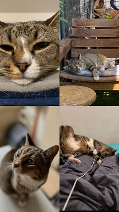 Chat perdu Européen