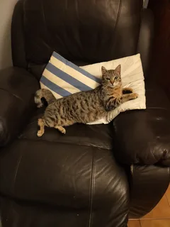 Chat perdu Européen