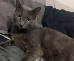 Chat perdu Chartreux