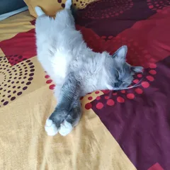 Chat perdu Ragdoll