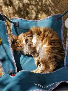 Chat perdu Croisé