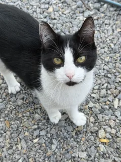 Chat perdu