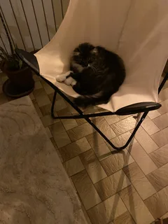 Chat perdu