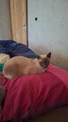 Chat perdu Siamois