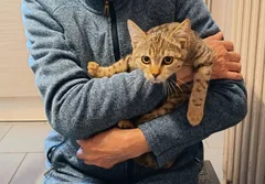 Chat perdu Croisé