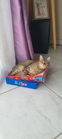 Chat perdu Européen