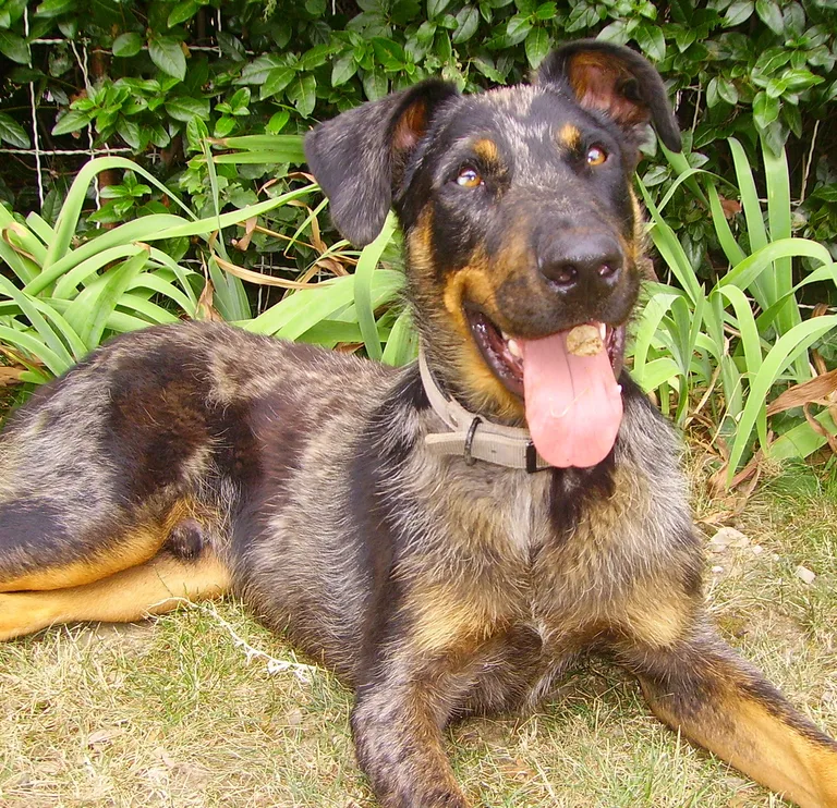 Chien trouvé