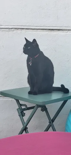 Chat perdu Européen