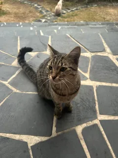 Chat trouvé Chat Tigre