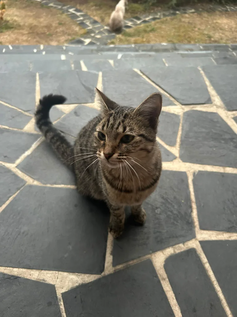 Chat trouvé