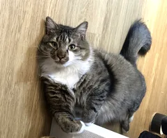 Chat perdu Européen