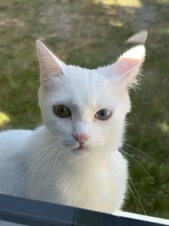 Chat perdu Angora Turc