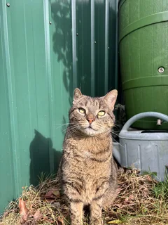 Chat perdu