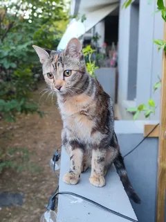 Chat perdu Européen