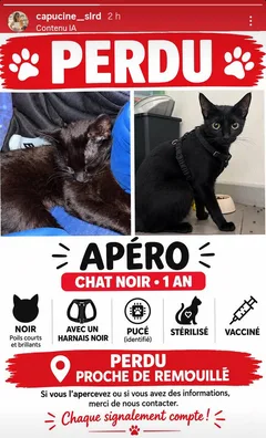 Chat perdu Européen