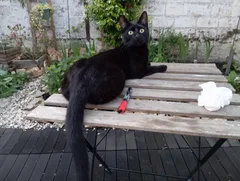 Chat perdu Européen