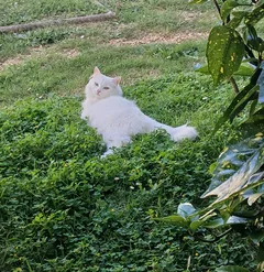 Chat perdu Croisé