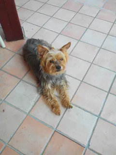 Chien perdu Yorkshire Terrier