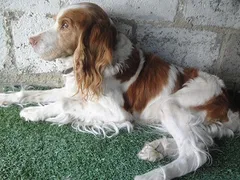 Chien trouvé Epagneul Breton
