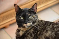 Chat perdu Européen