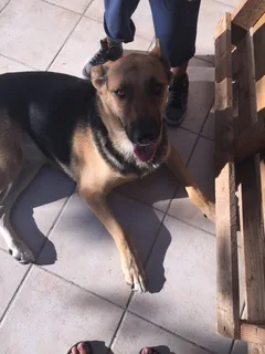 Chien trouvé Berger Allemand