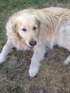 Chien perdu Golden-Retriever