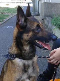 Chien perdu Berger Belge Malinois