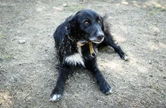 Chien trouvé Croisé