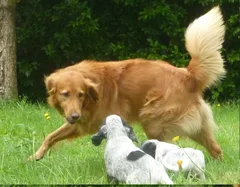 Chien perdu Golden-Retriever