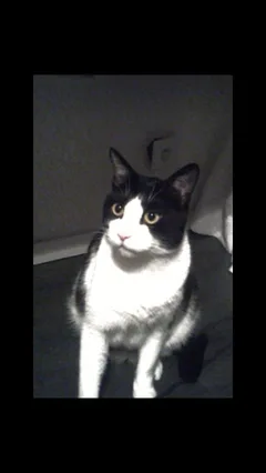 Chat perdu Sans race particulière