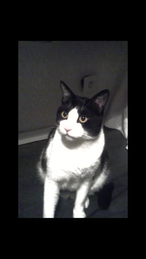 Miminou