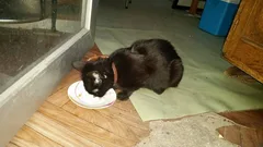 Chat trouvé Chat Sauvage d'Europe