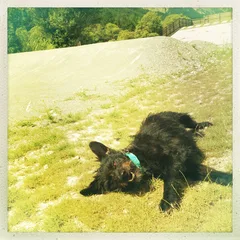 Chien perdu Griffon Korthals
