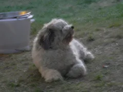 Chien perdu Berger Polonais