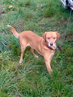 Chien perdu Ratier pragois