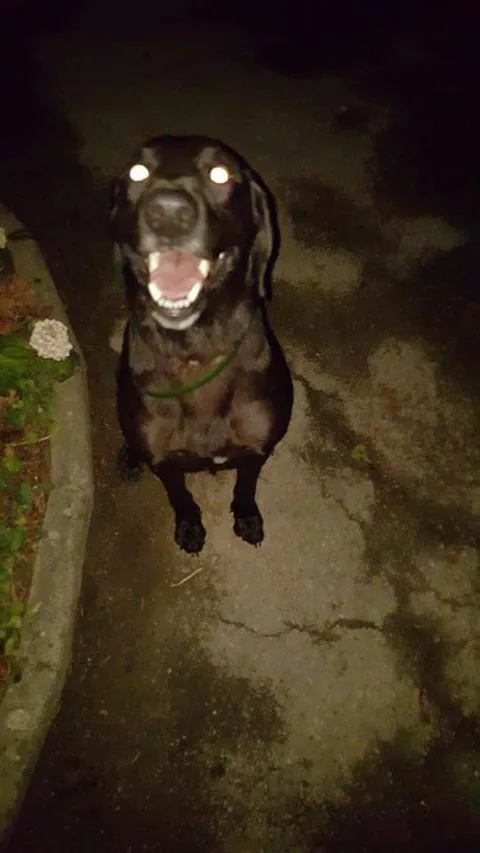 Chien trouvé