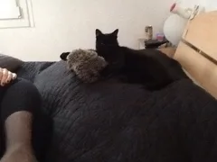 Chat perdu Européen