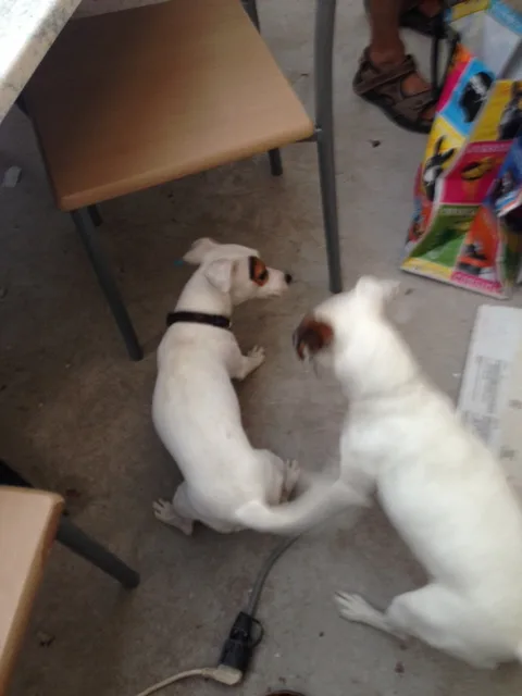 Chien trouvé