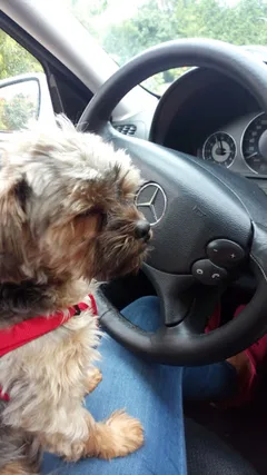 Chien perdu Yorkshire Terrier