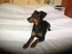 Chien perdu Pinscher
